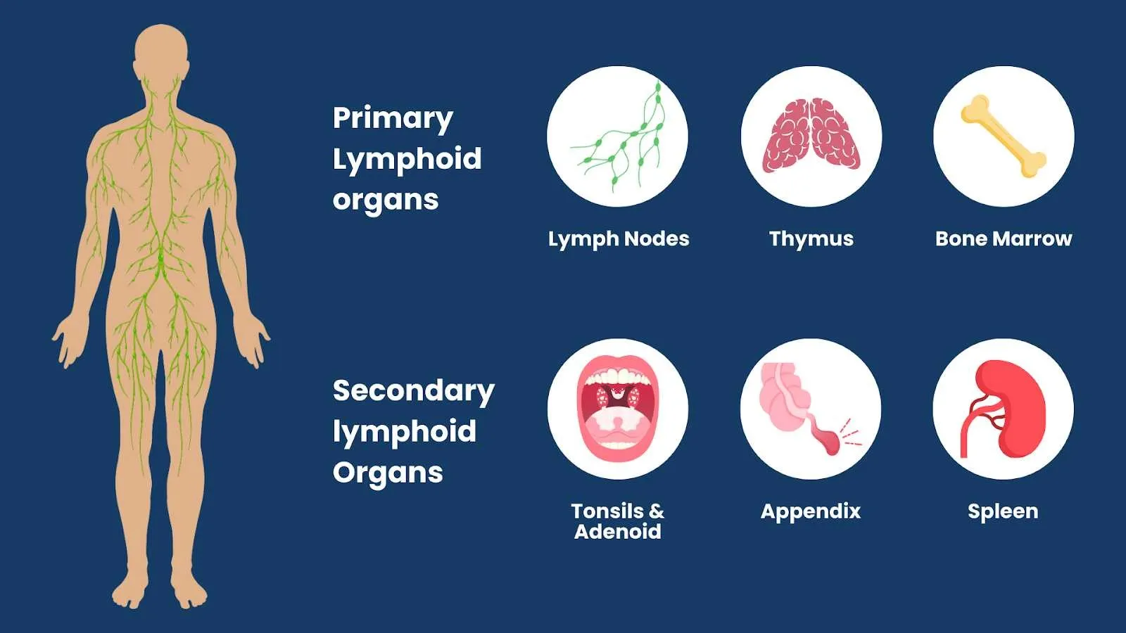 Primary and secondary lymphoid organs