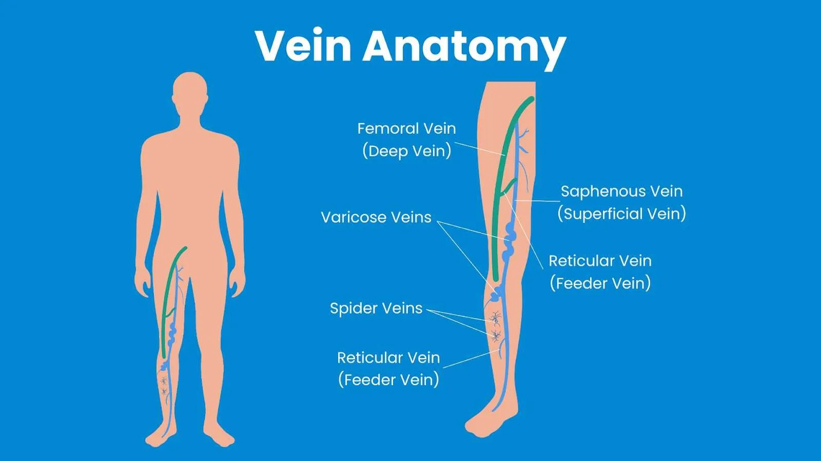 Vein Anatomy